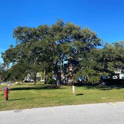 Laub und Nadelgehoelze...