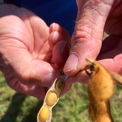 Auf der Fahrt zum nächsten Beach endlose Felder! Was sind es für Früchte ? ☺️