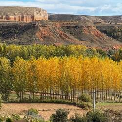 Umgebung von Teruel, wunderschön die Birken mit ihren gelben Blättern!