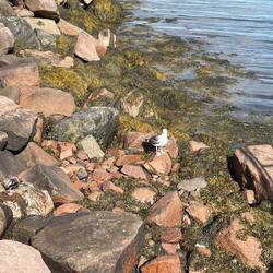 Mr Gull welcoming us to the Port