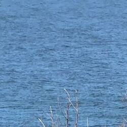 Whale watching from Long Reef headland