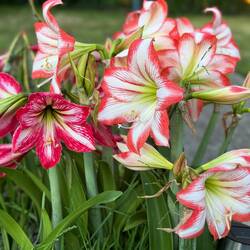 Flowers in Stevie's garden