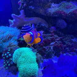 What a clown. Stevie's local fishmonger (tropical fish supplier)