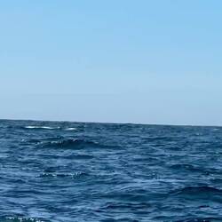 Whale - much closer to the boat than it looks!