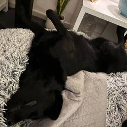 Making herself at home (Libby)