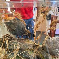 California quail. Check the head out