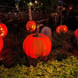 Dwarf carved pumpkins