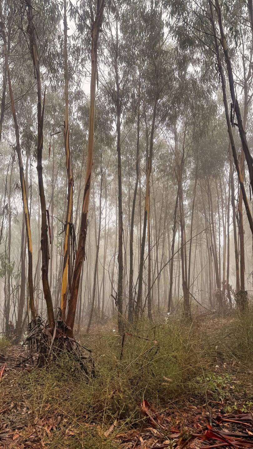 Réveil sous la bruine dans la forêt d'eucalyptus 😅