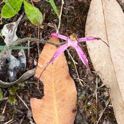Gorgeous spider orchid.