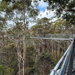 Impressive tree top walkway
