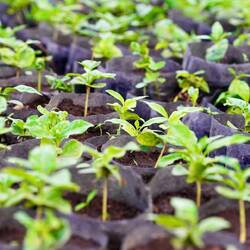 frische Setzlinge in der Nursery