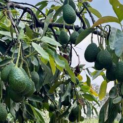 Avocados