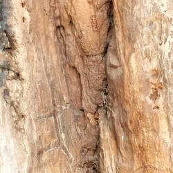 Nog een andere kant op wandelen. Aboriginal Art op de rotswand