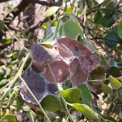 Mieren maken van samengepakte bladeren in een boom een heleboel nesten