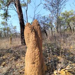 'huis' van termieten/ mieren. Heeeel veel van die, kleine en grote, torentjes in het droge outback l