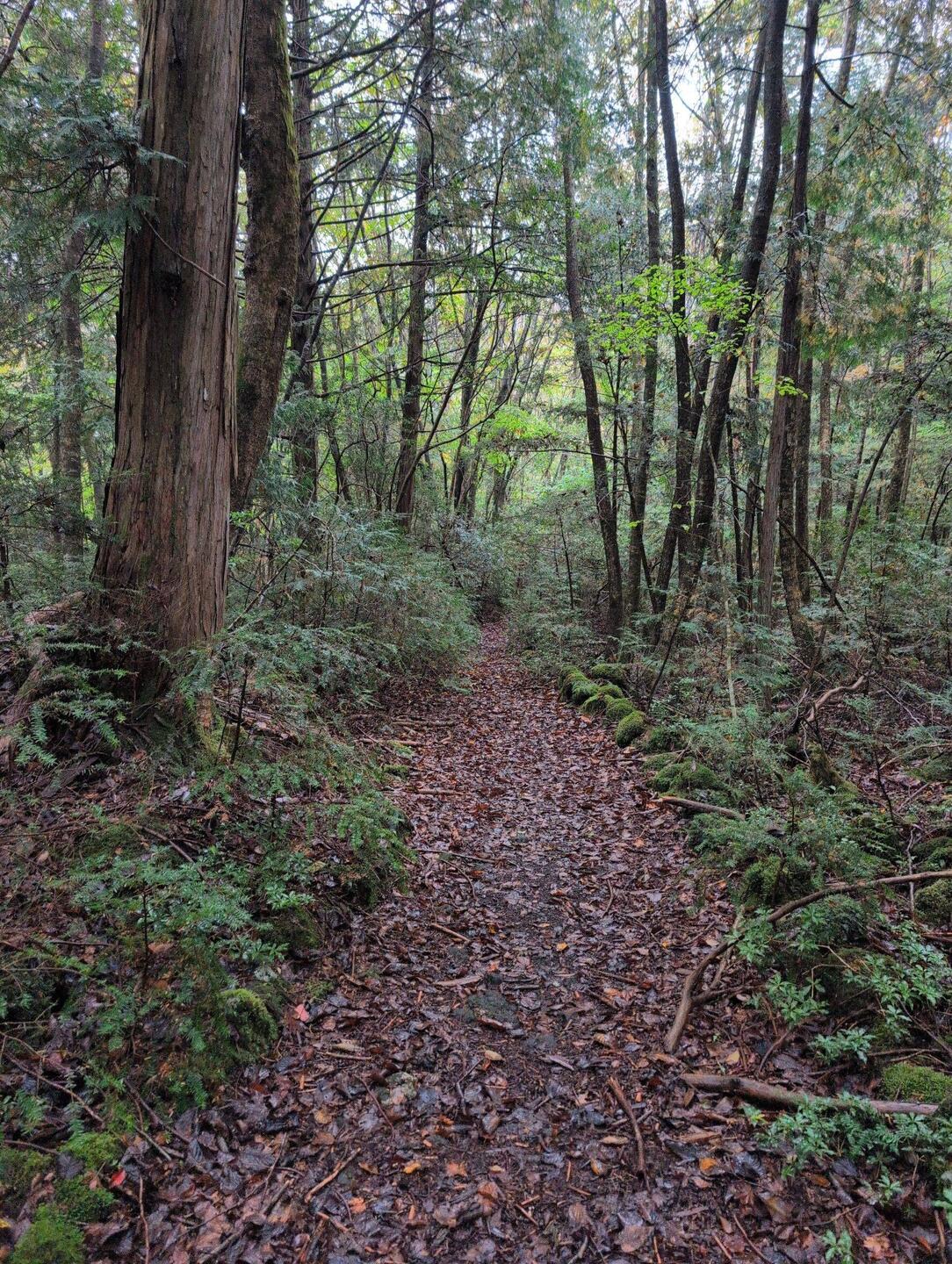 Angenehmer Weg am Anfang