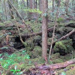 Kleinere Hohlräume und viel Moos
