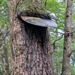 Der Baum schluckt das Schild