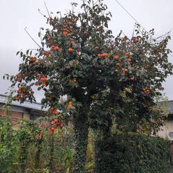 Die Khakis sind reif