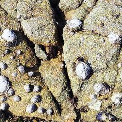 Wilde Austern überall, leider keine Jakobsmuscheln.