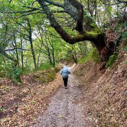 We walked on very good trails today that didn't get slippery even with all the rain.