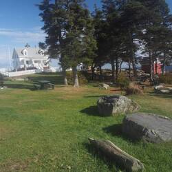 Nice pine grove by the lighthouse