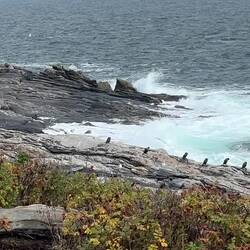 Video of Cormerants and waves