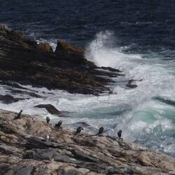 Cormerants and rocks