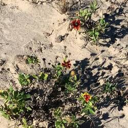 Sogar was blühendes