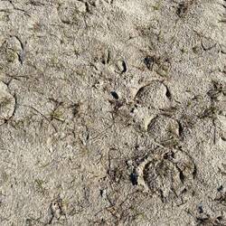 Hufspuren und Pferdeäpfel waren schnell gesichtet 😉