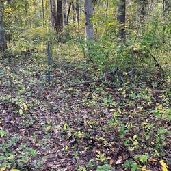 Deer exclusion area to protect native reforestation efforts