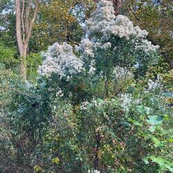 Could not match this bush...what IS it?