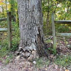 Dead but interesting tree