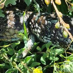 Lizard