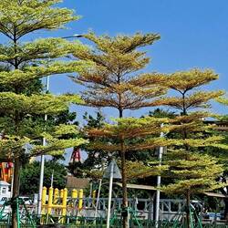 Just some trees I thought were neat. :)