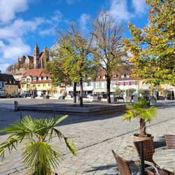 Palmen am Marktplatz