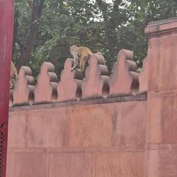 Monkeys 🐒 near the Taj