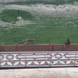 The river behind the Taj..plus monkeys