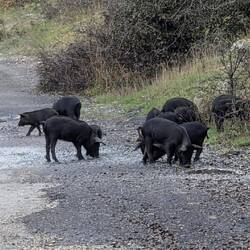 Wilde Schweine queren den Weg