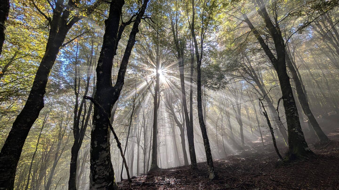 Herbstliche Lichtspiele im Nebrodi Nationalpark