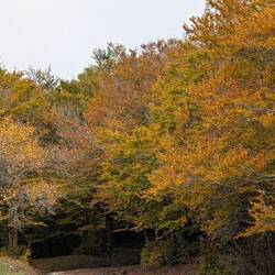 Auch hier ist Herbst