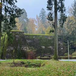 Mystisch im Wald bei leichtem Nebel