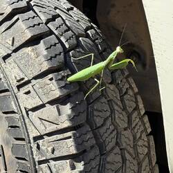 Blinder Passagier 😮