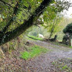 More happy Spanish cows.