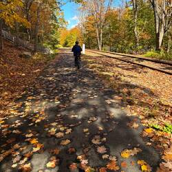 Lots of fallen leaves on the trail