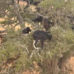 Ziegen klettern in due Arganbäume, da es sonst zu wenig zu fressen gibt.