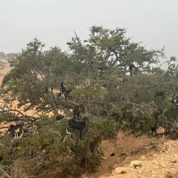 Sie fressen das Fruchtfleisch, die Nüsse können sie nicht verdauen. Diese werden eingesammelt
