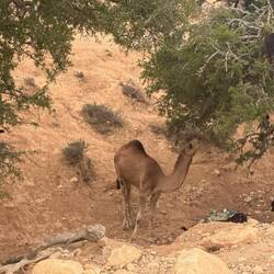 Und zu Arganöl verarbeitet.