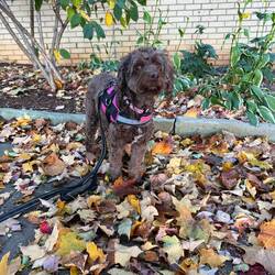This girl loves fall leaves