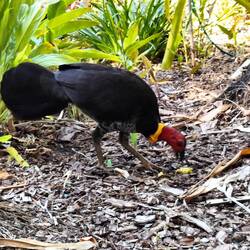 Toen mijn appel op was kwam deze Bush Turkey vragen om de kroos